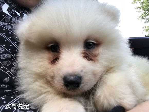 狗狗泪痕眼屎多怎么回事,狗狗有泪痕和眼屎怎么办