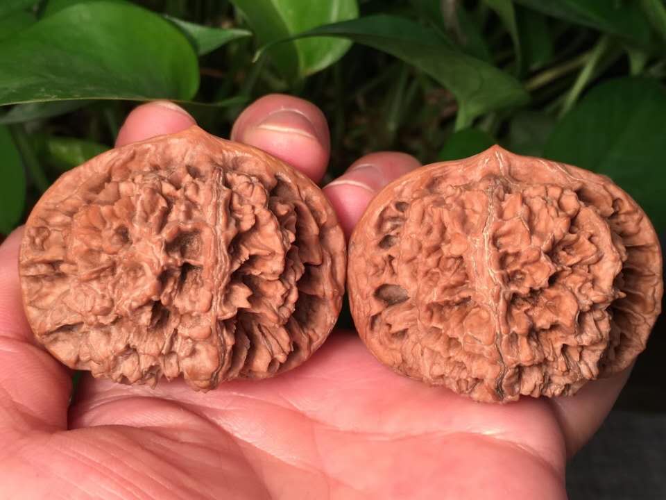 文玩核桃盘玩六大误区,盘玩文玩核桃必学的几个技巧