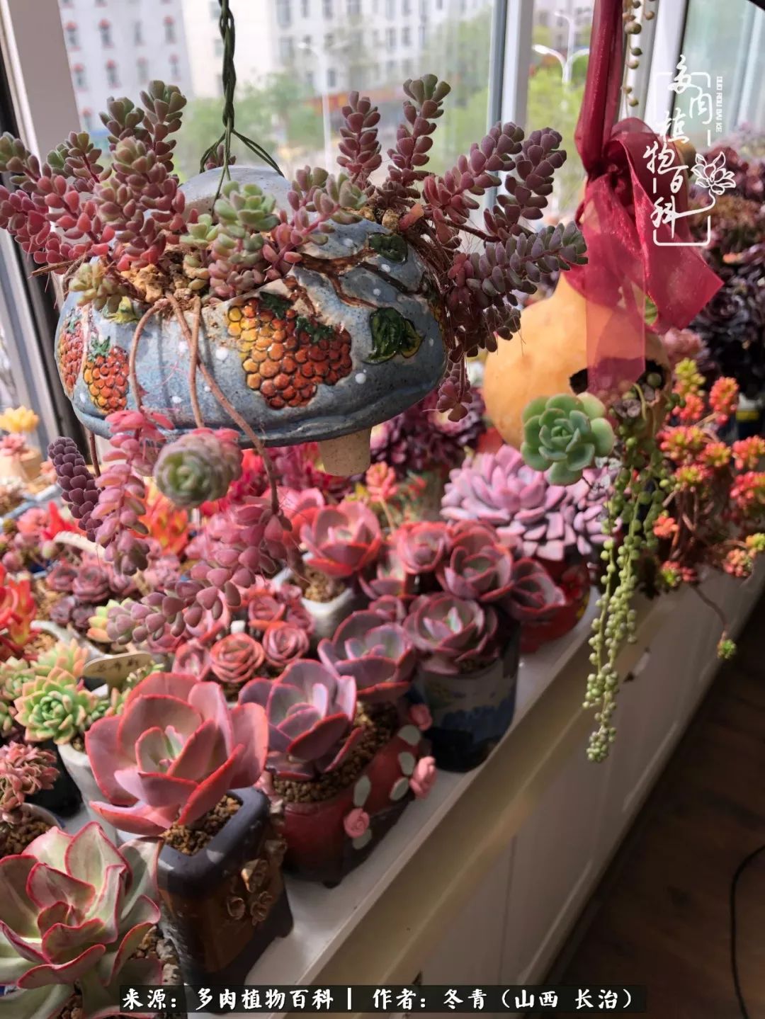 新手养的多肉怎么管理好看,阳台养多肉正确方法