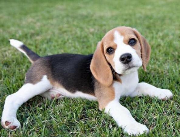 小土狗什么时候才会吠叫,六种犬