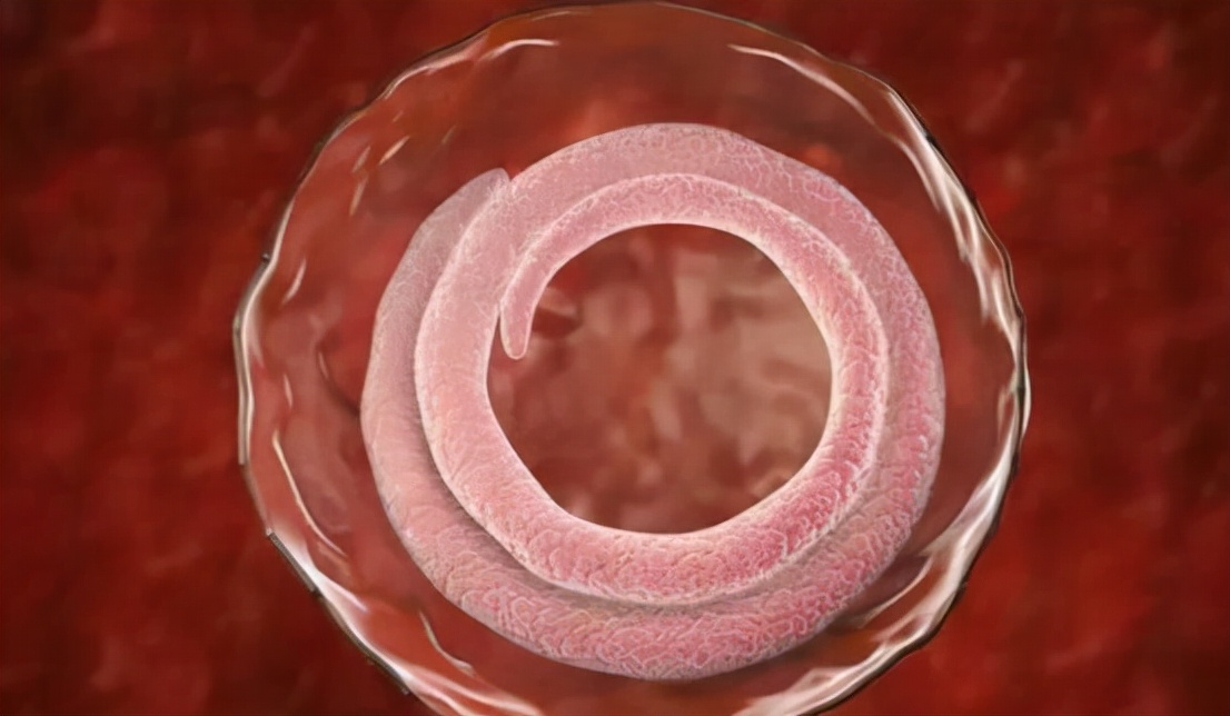 多地开始猎杀野猪，杀死的野猪该如何处理？为何不给人们吃了它？