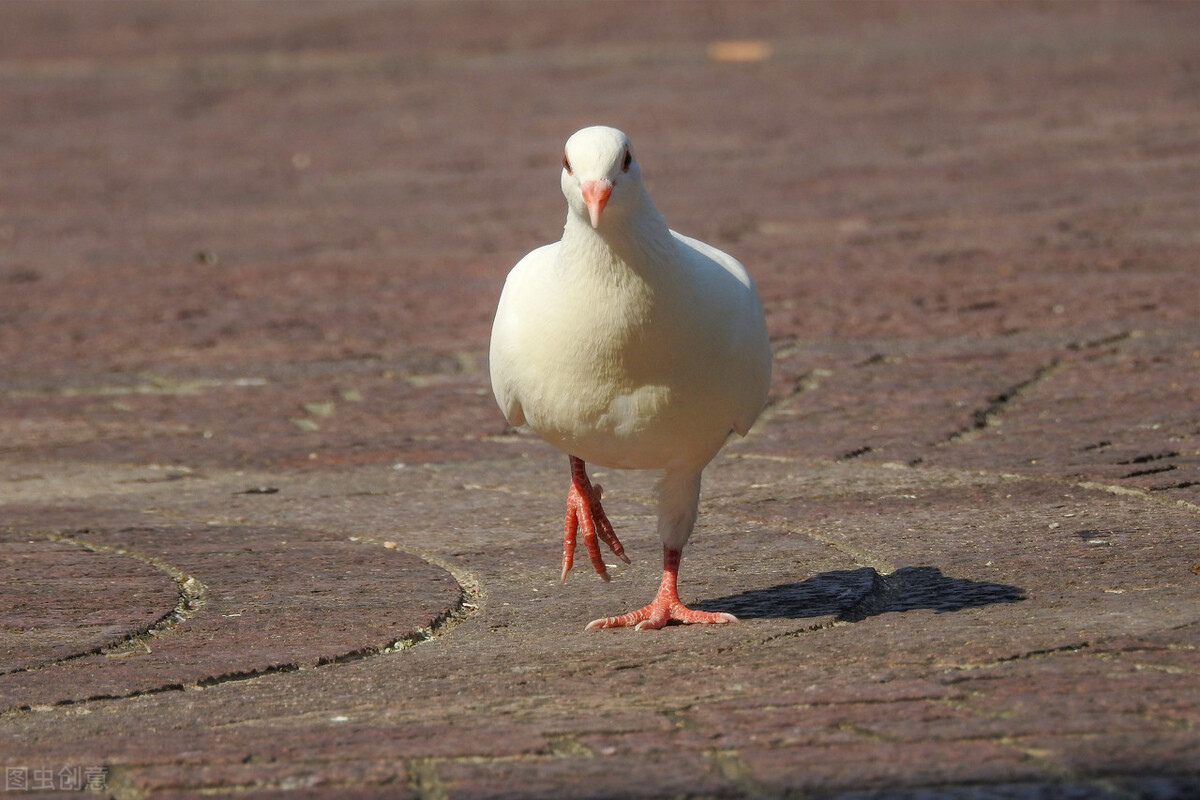 鸽子拉水便怎么处理,鸽子拉水便怎么治