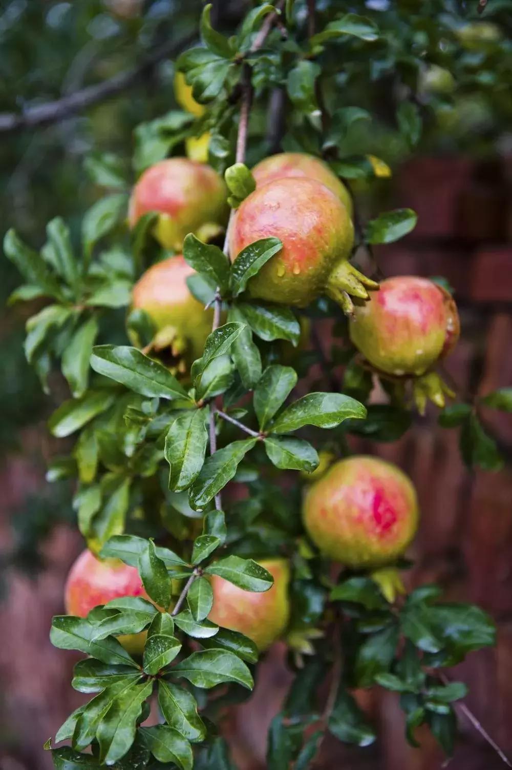 超详细！合肥农交会买买买指南来了