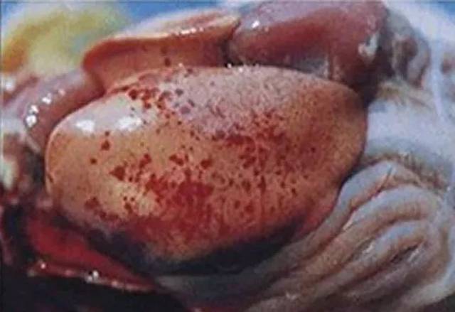 怎样判断鸭得了鸭瘟,鸭瘟防治技术规范