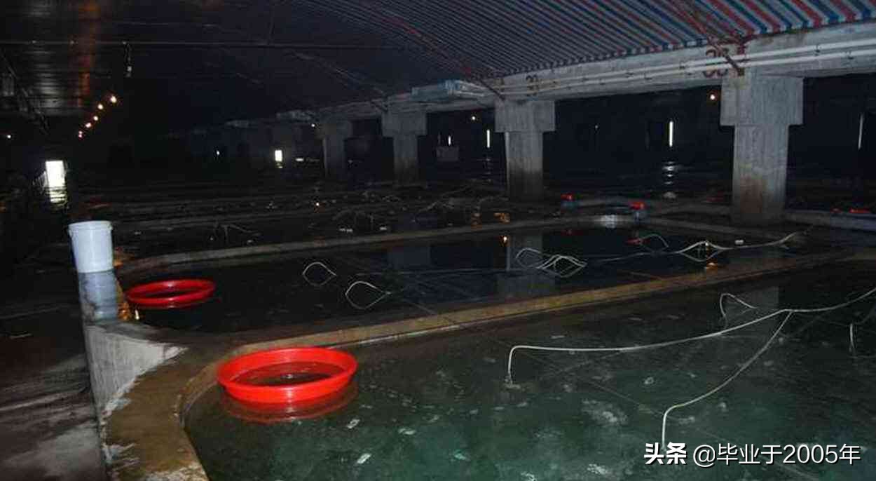 从客观角度说说海参,客观的角度说一说海参