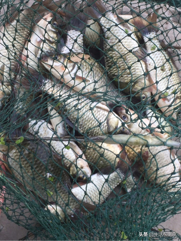 南京春天各区47个日钓百斤鱼塘汇总，20位资深钓鱼人分批亲测