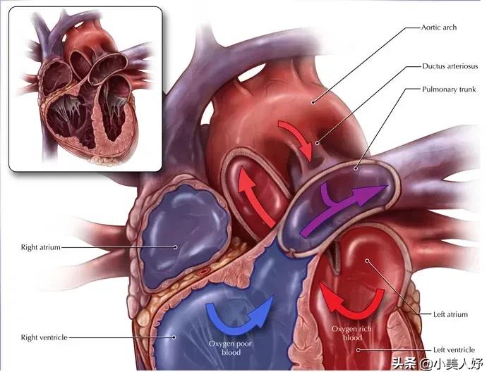 沛嘉医疗和开拓药业的区别,沛嘉医疗前景如何