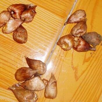 5月份可以给香雪兰起球吗,香雪兰花养殖方法和注意事项