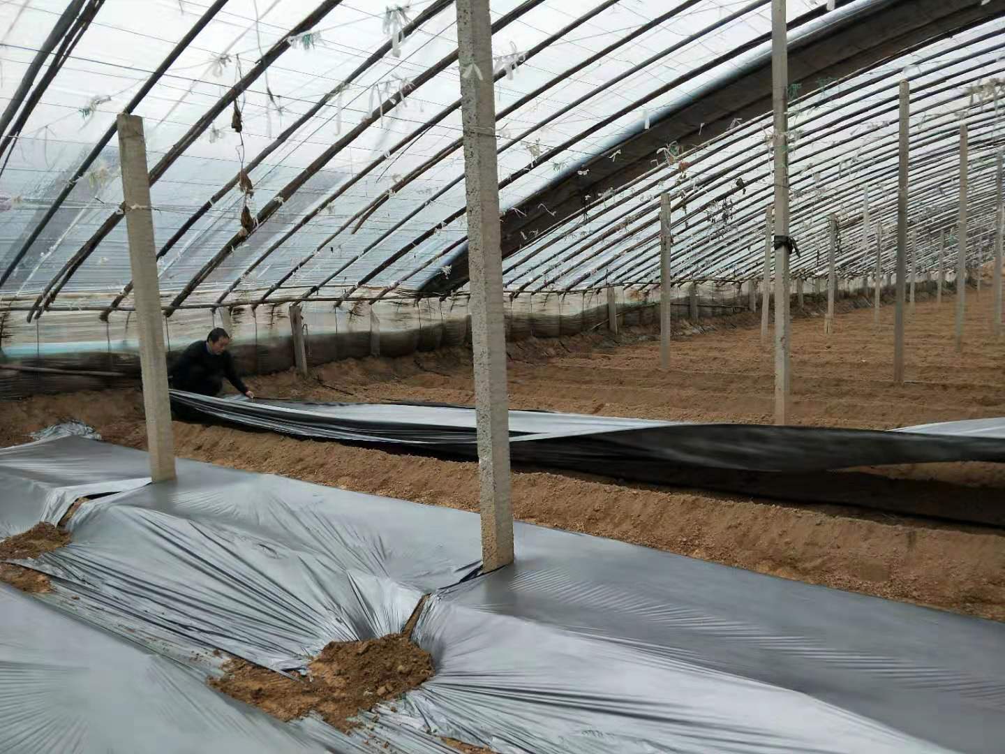 种植番茄盖地膜的正确方法图片,番茄种植地膜要不要全覆盖