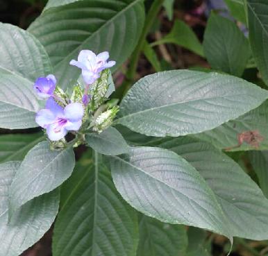 老中医可以给孩子起名吗,用中药名字给孩子取名可以吗