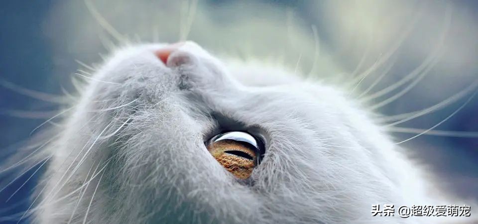 猫胡须能剪会有霉运吗,猫胡须代表幸运吗