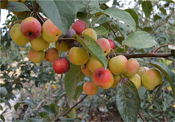 海棠果的栽培方法,海棠果熟了硕果累累