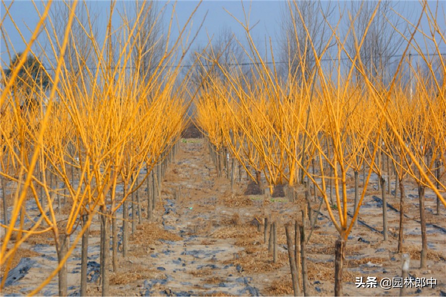 树苗长弯了,促进苗木发芽长枝有什么办法