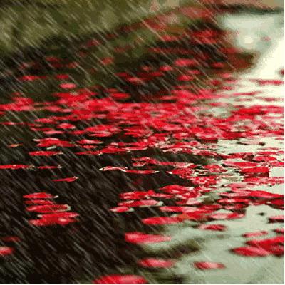 说文解字雨,说文解字雨的故事