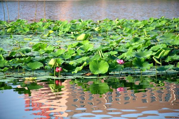 山东民办大学收费最高的大学,山东省内民办高校