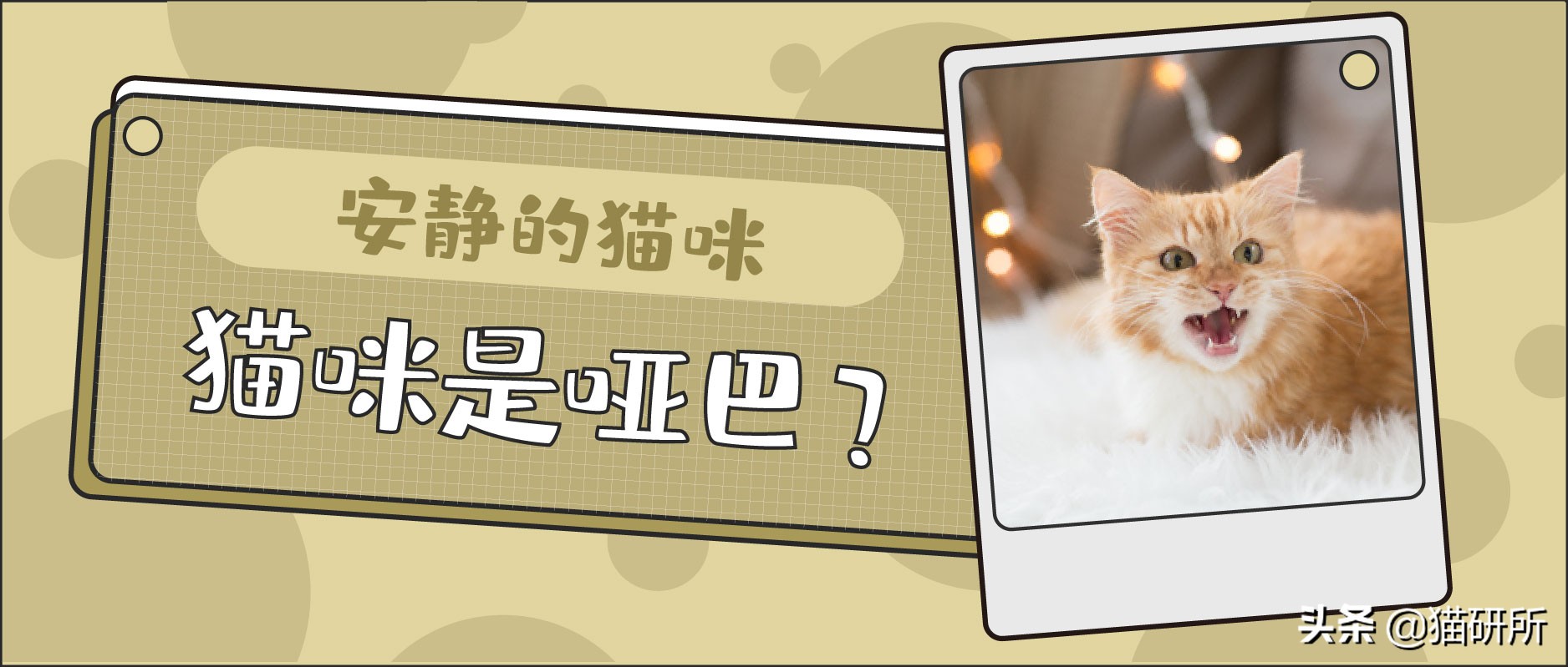 为啥有些猫不爱叫,为什么有的猫不爱喵喵叫