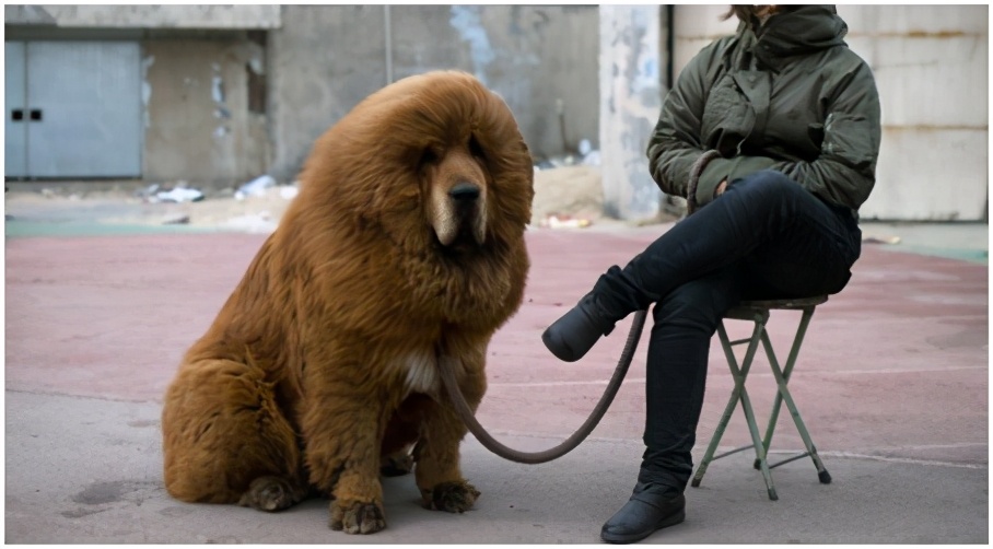 嘿，我想和你做朋友，不想当国宝