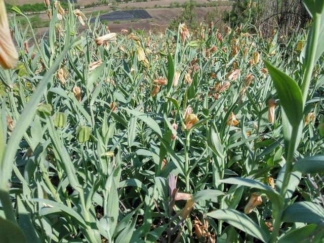 发家致富好项目农村,发家致富赚钱好项目小生意