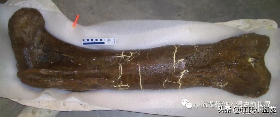 霸王龙的一生,霸王龙最关键的两个阶段