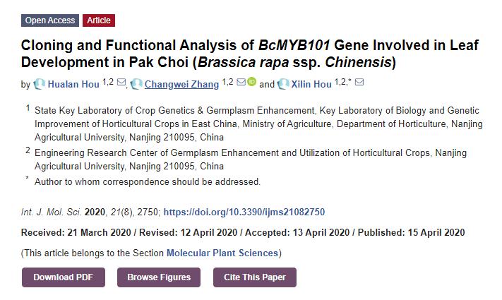 小白菜BcMYB101叶片发育相关基因的克隆及功能分析