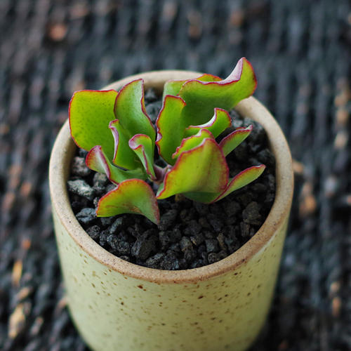1000种多肉植物图鉴大全大图,景天科1000种多肉植物图鉴