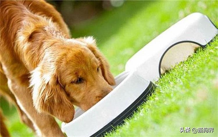 狗狗冬天在室外怕冷吗,狗狗冬天需要注意什么