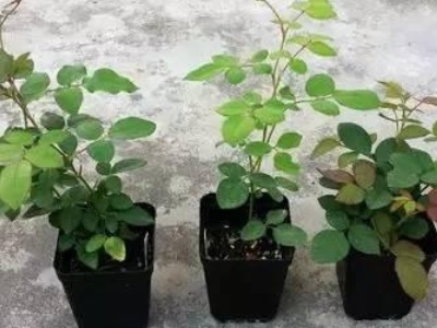 刚买的月季小苗要把花苞剪掉吗,月季小苗剪掉后叶片变小