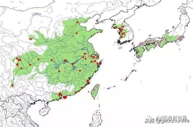 草龟难养,养草龟笔记
