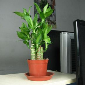 富贵竹冬天怎么防止冻死,冬天富贵竹被冻死怎么补救