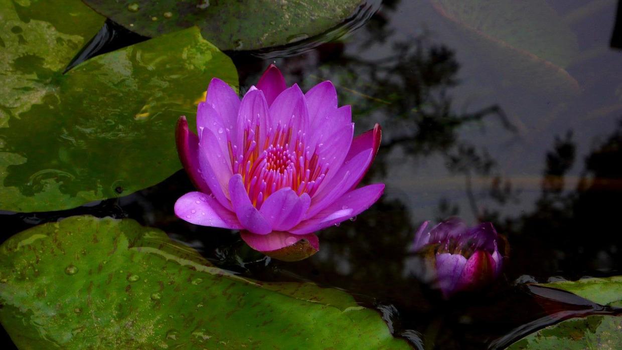 睡莲在室内如何养护才能快速开花,睡莲适合在太阳下养吗