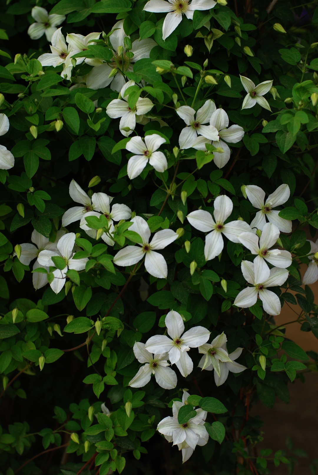 铁线莲卖家推荐,推荐靠谱的铁线莲店铺