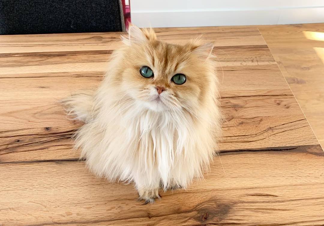 猫吃洋葱有什么反应,猫吃洋葱的症状