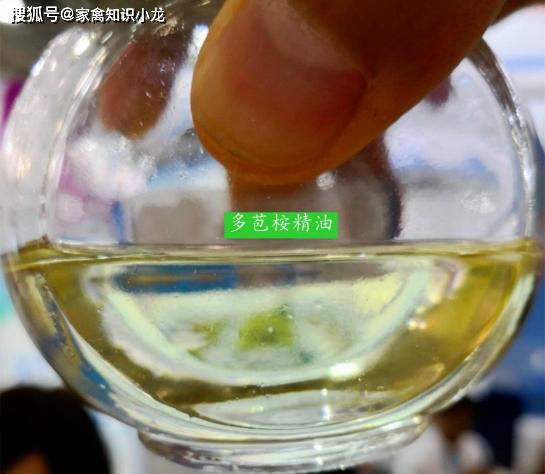 水产用乐畅桉树精油效果怎么样,桉树精油乐畅去除弧菌