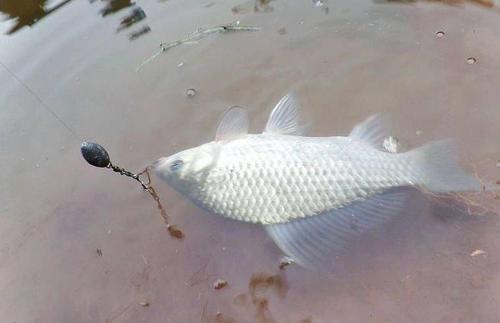 武昌鱼暂养方法,武昌鱼的生活习性