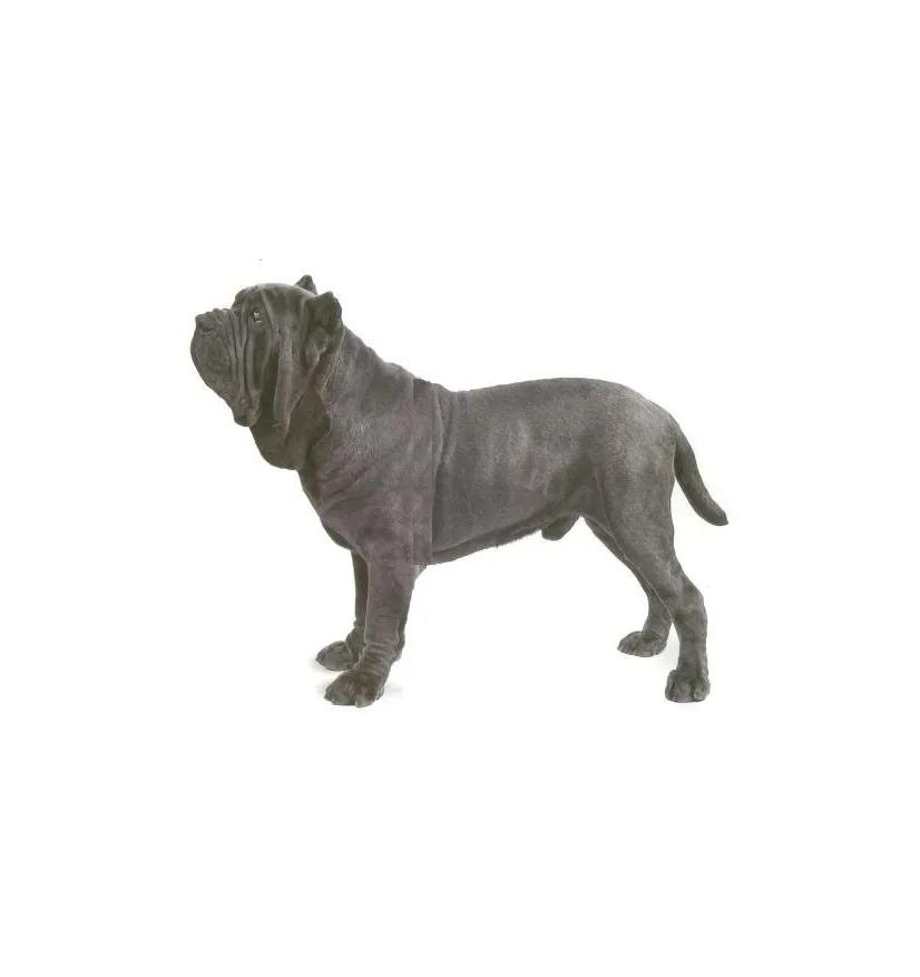 滨州48种烈性犬标准,滨州烈性犬最新规定