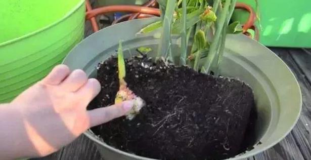 生姜盆栽非常简单也非常容易活,冬季家庭生姜盆栽种植方法