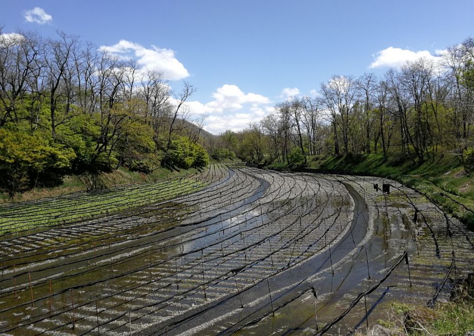 一周狼狈吃了两根山葵的人，终于去了安昙野大王山葵农场