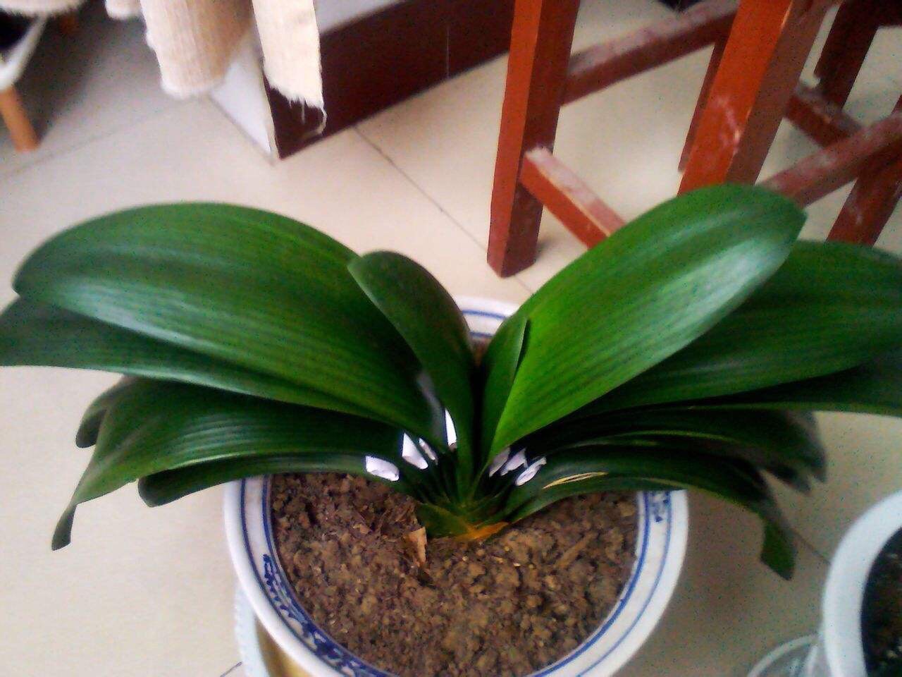 冬天君子兰的养殖方法和注意事项,君子兰夏天放室内冬天还会开花吗