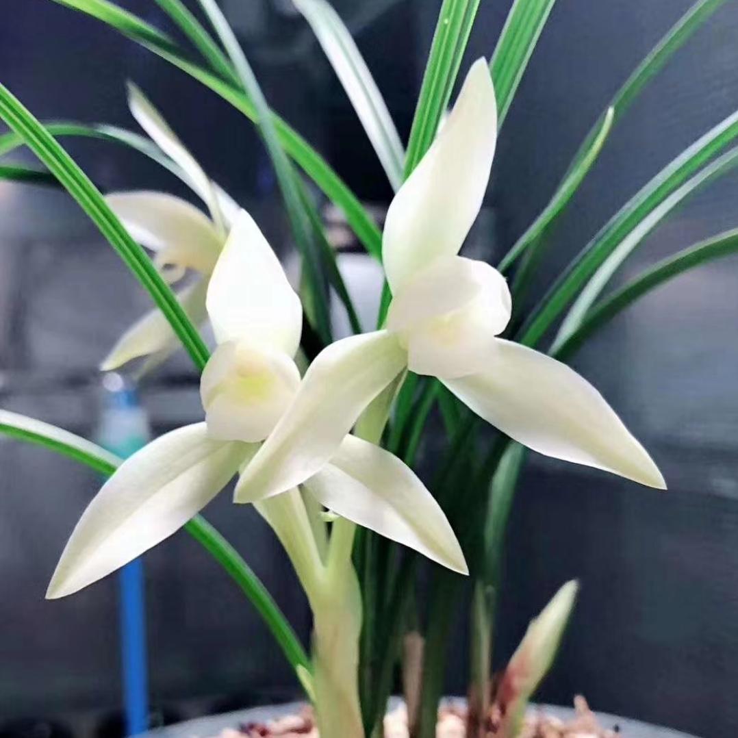 彭州市丽春镇丽景兰花产业园,彭州市丽春镇逸菲兰花种植场