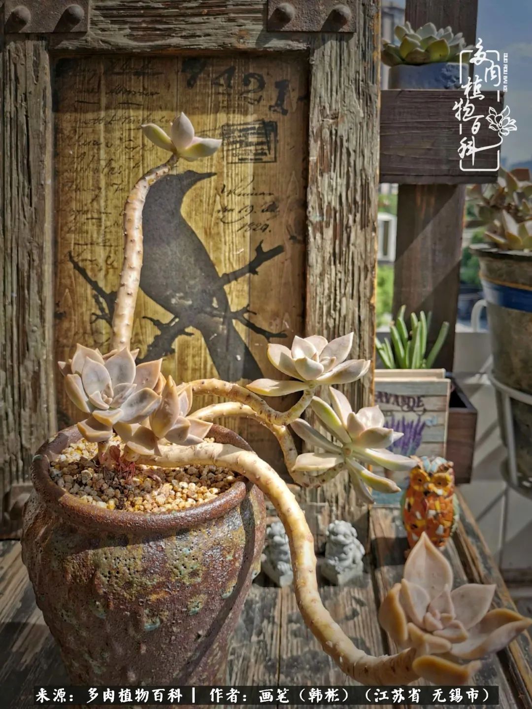 阳台多肉花园简直美翻了,适合男生养的多肉