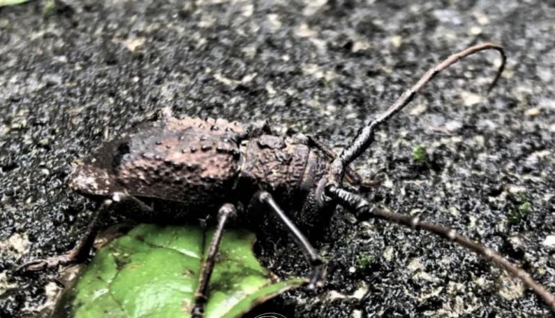 最新物种天牛,中国发现天牛物种