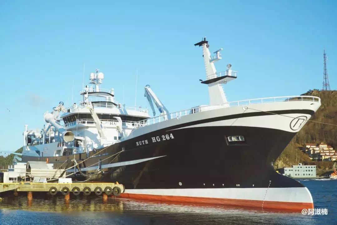 为了吃最贵的鱼你们会驱车多远,世界上最难吃的鱼青花鱼