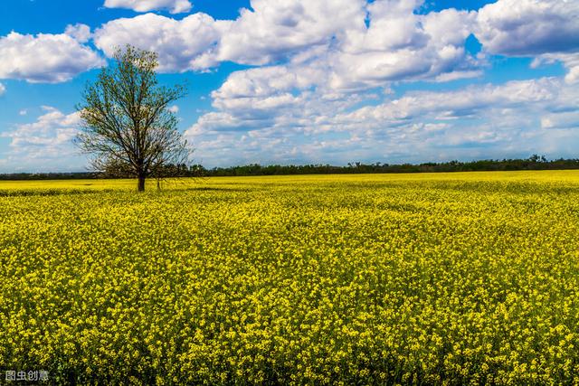 黄花菜用什么药杀青,黄花菜采摘后怎么处理烘干