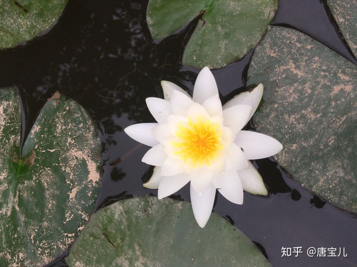 如何提升花种成活率,花种种植生活小技巧