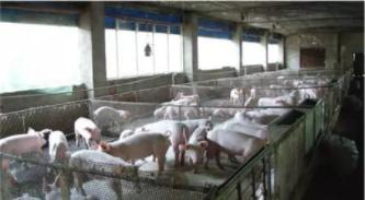 天热猪全身发红是什么病,猪感冒会呕吐最快解决方法