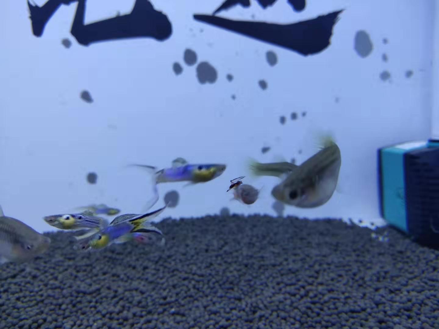 一口气买了3000条孔雀鱼,买了7条孔雀鱼第一天就死一条