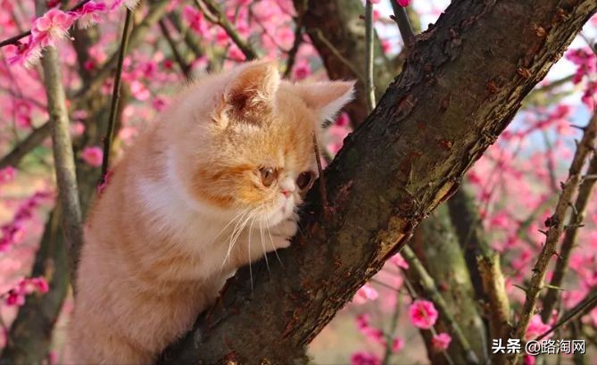 五一小长假结束再看一波各地美景,五一小长假去哪登山踏青看花好