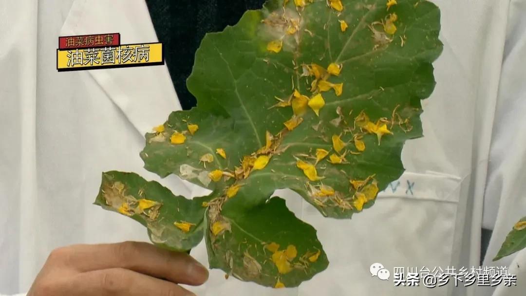 油菜得了病用什么药,油菜生病了怎么防治