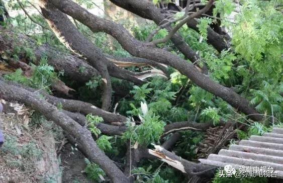 一棵被保护的百年古树,一棵百年的古树被雷击