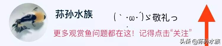 斑马鱼饲养方法图解,成年斑马鱼饲养方法